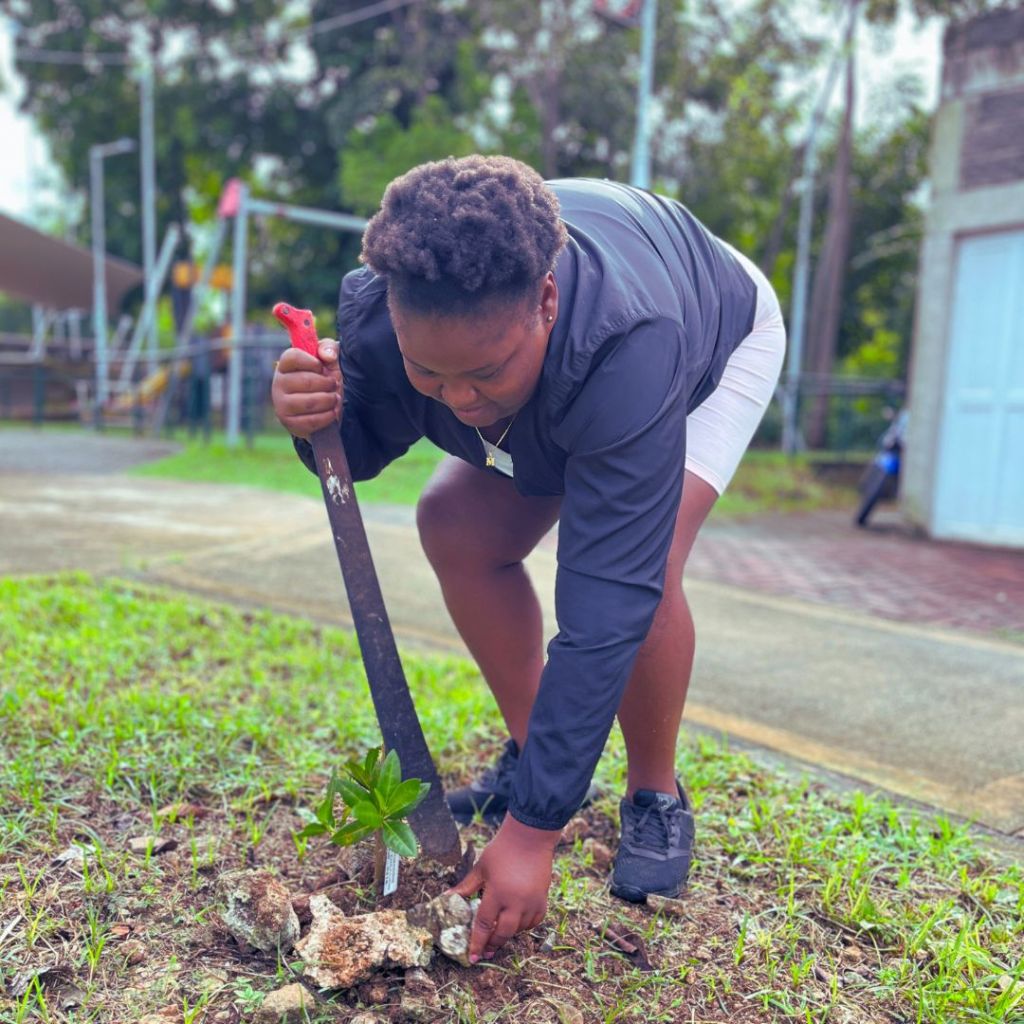 PLANTACION DESARROLLO SOSTENIBLE